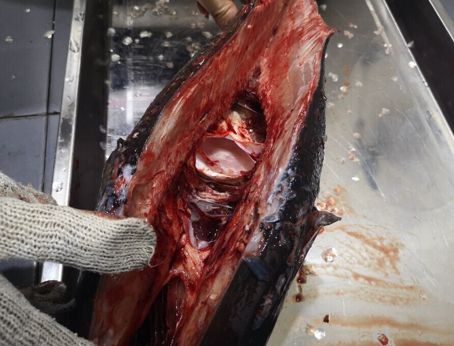 5d9e9d90c926f.jpg 5d9e9d90c926f.jpg