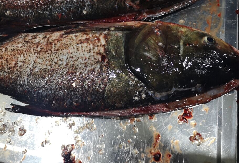 5d9e9d911e503.jpg 5d9e9d911e503.jpg